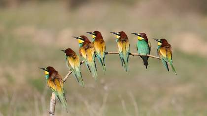 Arıkuşu » European Bee-eater » Merops apiaster