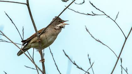Akgerdanlı ötleğen » Common Whitethroat » Sylvia communis