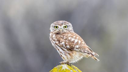 Kukumav » Little Owl » Athene noctua