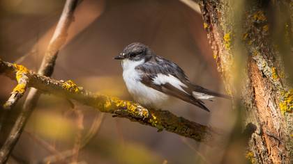 Kara sinekkapan » European Pied Flycatcher » Ficedula hypoleuca