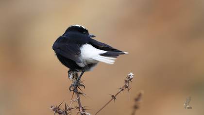 White-crowned Wheatear