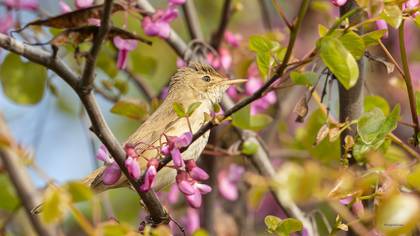 Common Reed Warbler