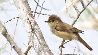 Common Reed Warbler