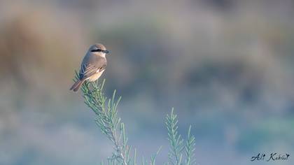 Isabelline Shrike
