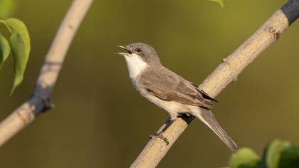 Küçük akgerdanlı ötleğen