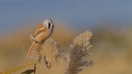Bıyıklı baştankara » Bearded Reedling » Panurus biarmicus