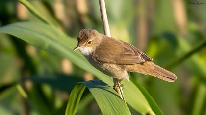 Common Reed Warbler