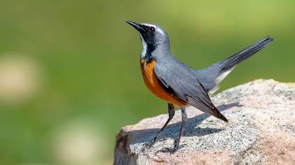 Taşbülbülü » White-throated Robin » Irania gutturalis