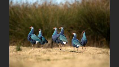Grey-headed Swamphen