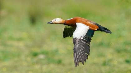 Angıt » Ruddy Shelduck » Tadorna ferruginea