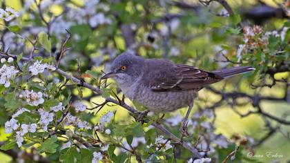 Çizgili ötleğen