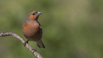 İspinoz » Common Chaffinch » Fringilla coelebs