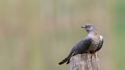 Guguk » Common Cuckoo » Cuculus canorus