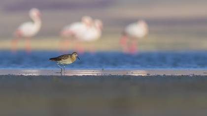 Dövüşkenkuş » Ruff » Calidris pugnax