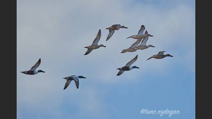 Kaşıkgaga
