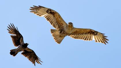 Kızıl şahin » Long-legged Buzzard » Buteo rufinus