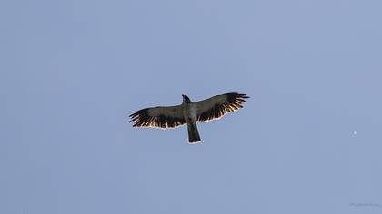 Booted Eagle