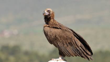 Kara Akbaba » Cinereous Vulture » Aegypius monachus