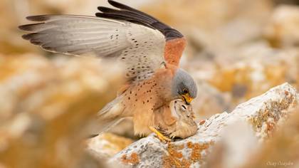 Küçük kerkenez » Lesser Kestrel » Falco naumanni
