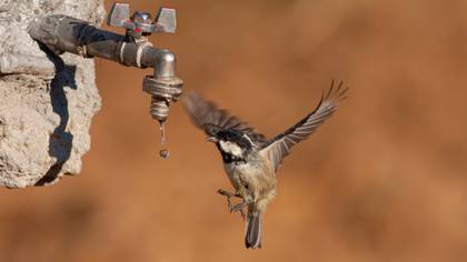 Çam baştankarası