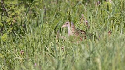 Bıldırcınkılavuzu » Corn Crake » Crex crex