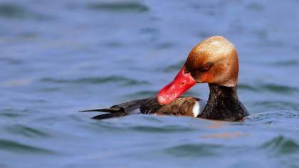 Macar ördeği » Red-crested Pochard » Netta rufina