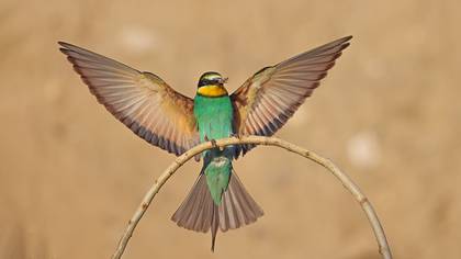 Arıkuşu » European Bee-eater » Merops apiaster