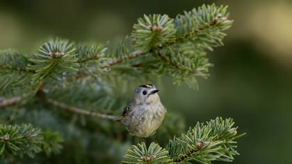 Çalıkuşu » Goldcrest » Regulus regulus 