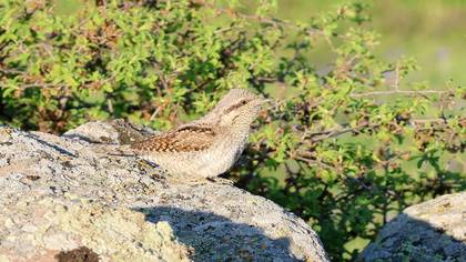 Boyunçeviren » Eurasian Wryneck » Jynx torquilla