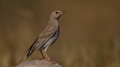 Pale Rockfinch