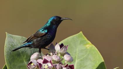 Filistin nektarkuşu » Palestine Sunbird » Cinnyris osea