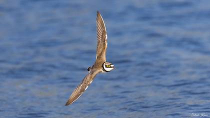 Halkalı küçük cılıbıt » Little Ringed Plover » Charadrius dubius