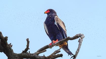 Bateleur