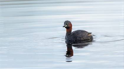 Little Grebe