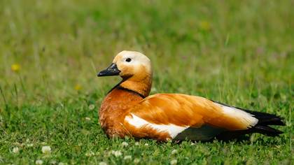 Angıt » Ruddy Shelduck » Tadorna ferruginea