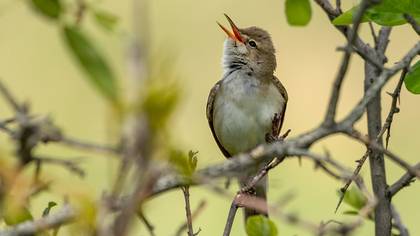 Zeytin mukallidi