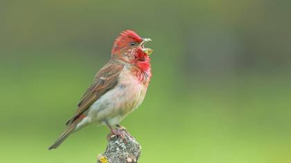 Çütre » Common Rosefinch » Carpodacus erythrinus