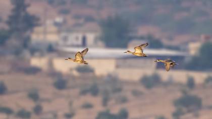 Yaz ördeği » Marbled Duck » Marmaronetta angustirostris