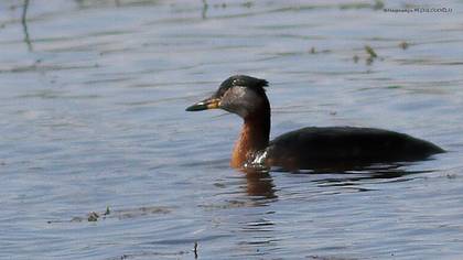 Red-necked Grebe