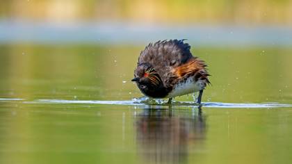 Karaboyunlu batağan