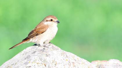 Kızılsırtlı Örümcekkuşu » Red-backed Shrike » Lanius collurio