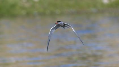 Sumru » Common Tern » Sterna hirundo