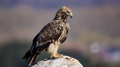 Şah kartal