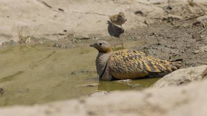 Bağırtlak » Black-bellied Sandgrouse » Pterocles orientalis