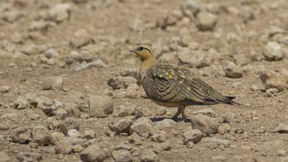 Kılkuyruk bağırtlak » Pin-tailed Sandgrouse » Pterocles alchata