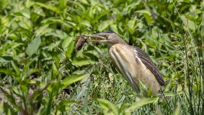 Küçük balaban » Little Bittern » Botaurus minutus