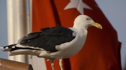 Büyük karasırtlı martı