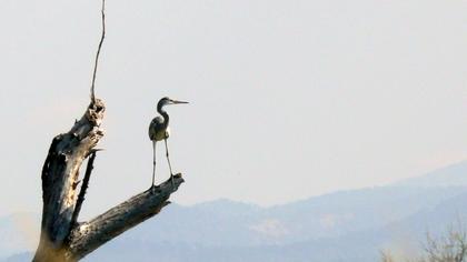 Gri balıkçıl