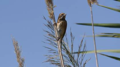 Common Reed Bunting