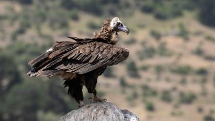 Kara akbaba » Cinereous Vulture » Aegypius monachus